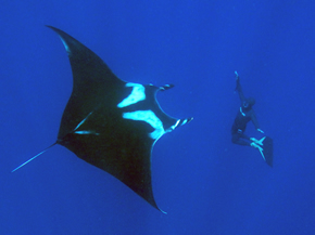 Manta gigante